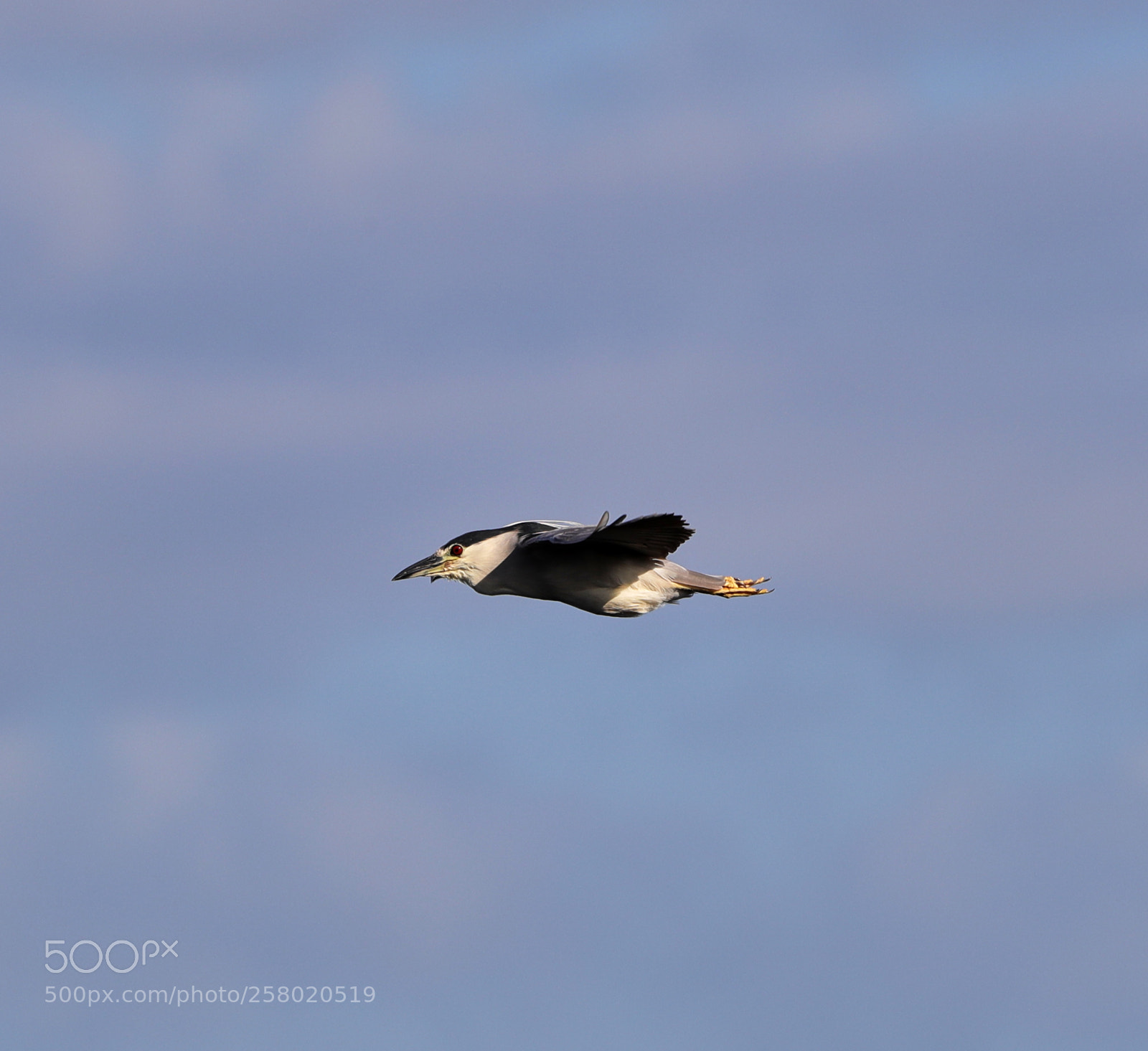 Canon EOS-1D X Mark II sample photo. 05-15-18-0017543.jpg photography