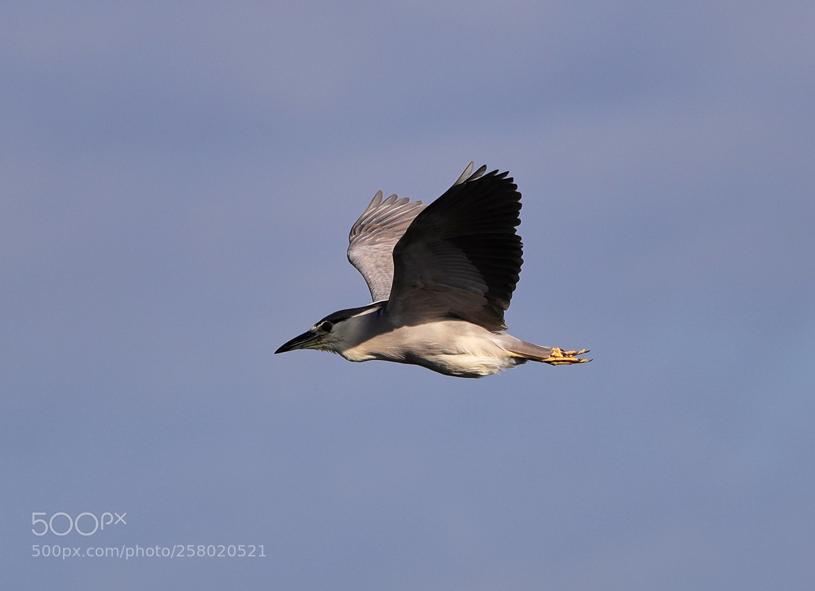 Canon EOS-1D X Mark II sample photo. 05-15-18-0017542.jpg photography