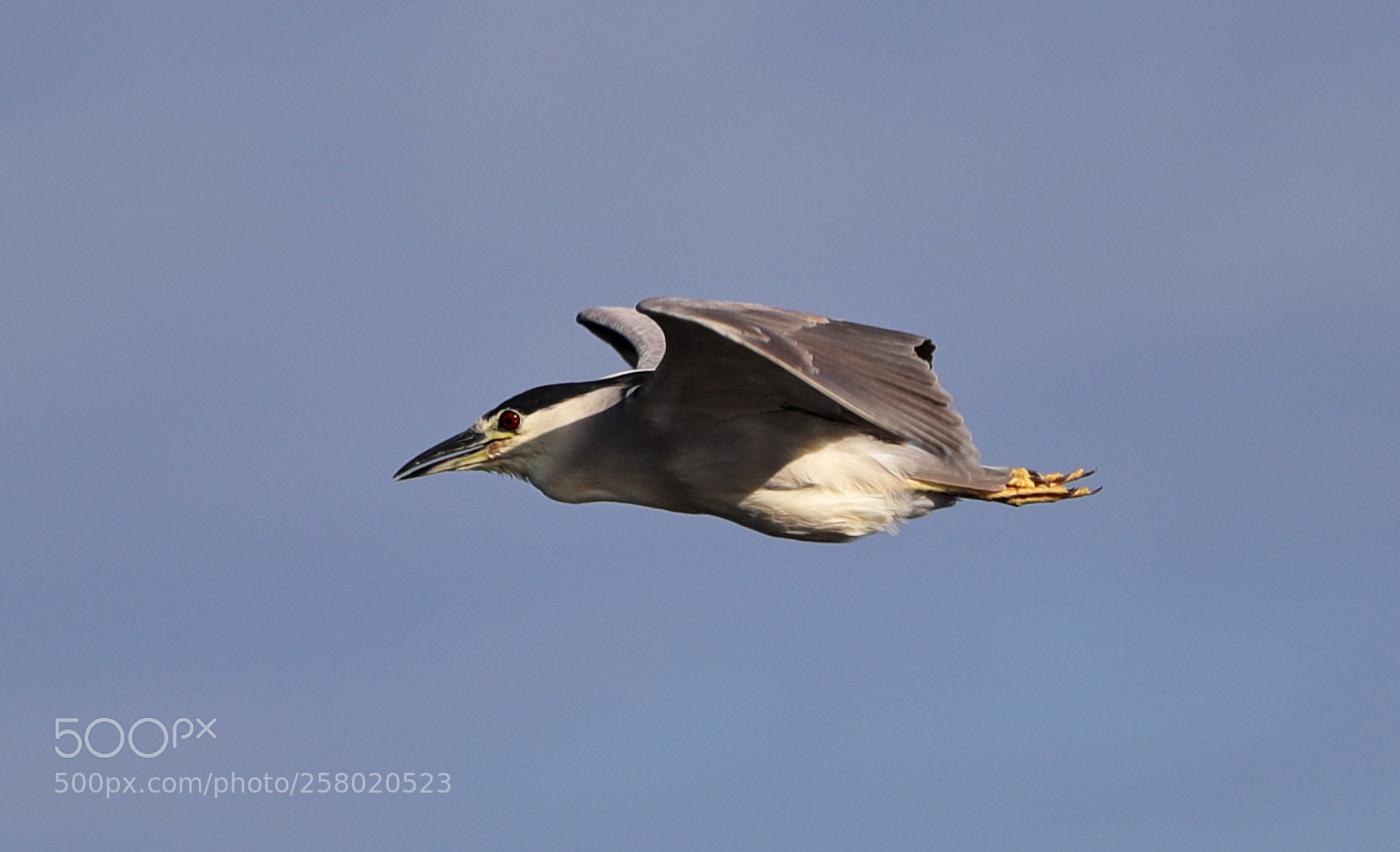 Canon EOS-1D X Mark II sample photo. 05-15-18-0017541.jpg photography