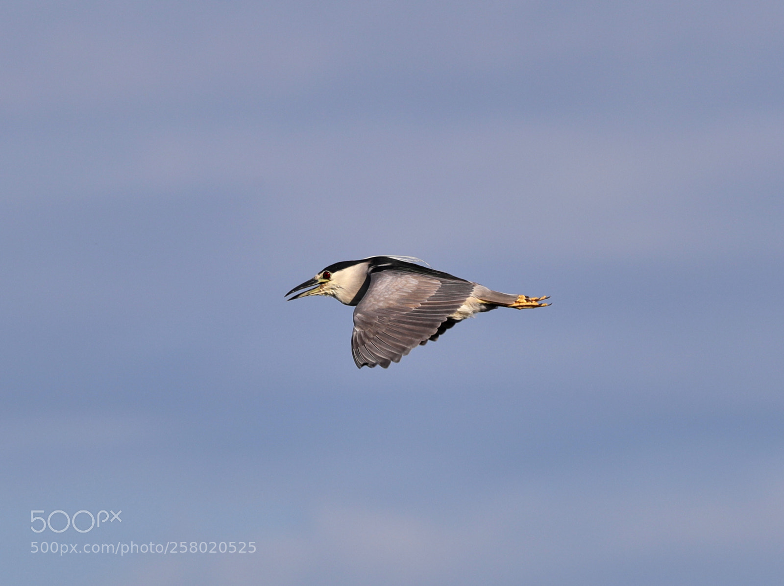 Canon EOS-1D X Mark II sample photo. 05-15-18-0017540.jpg photography