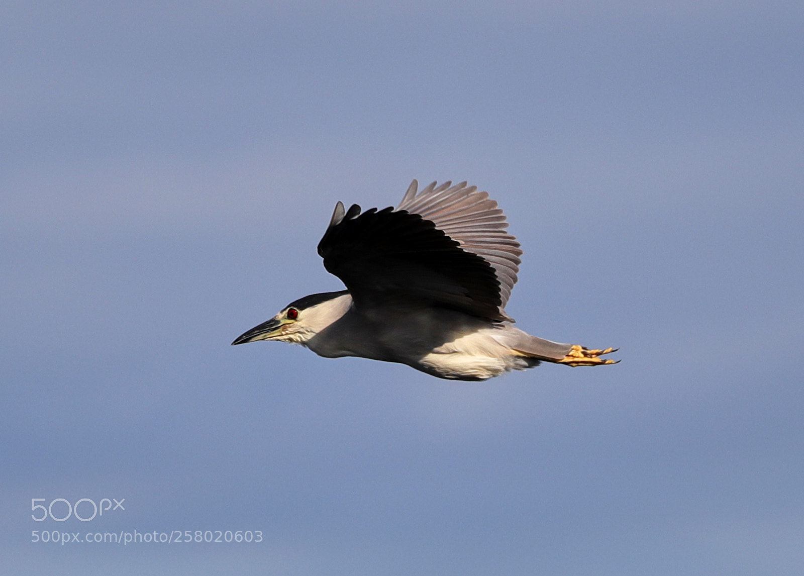 Canon EOS-1D X Mark II sample photo. 05-15-18-0017539.jpg photography