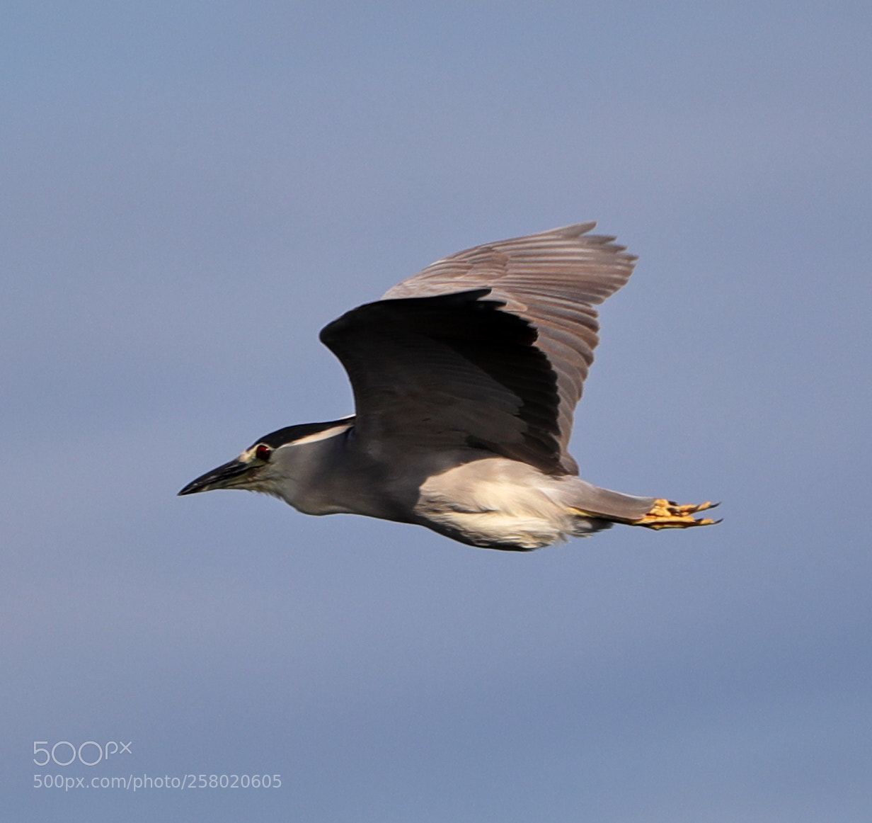 Canon EOS-1D X Mark II sample photo. 05-15-18-0017538.jpg photography