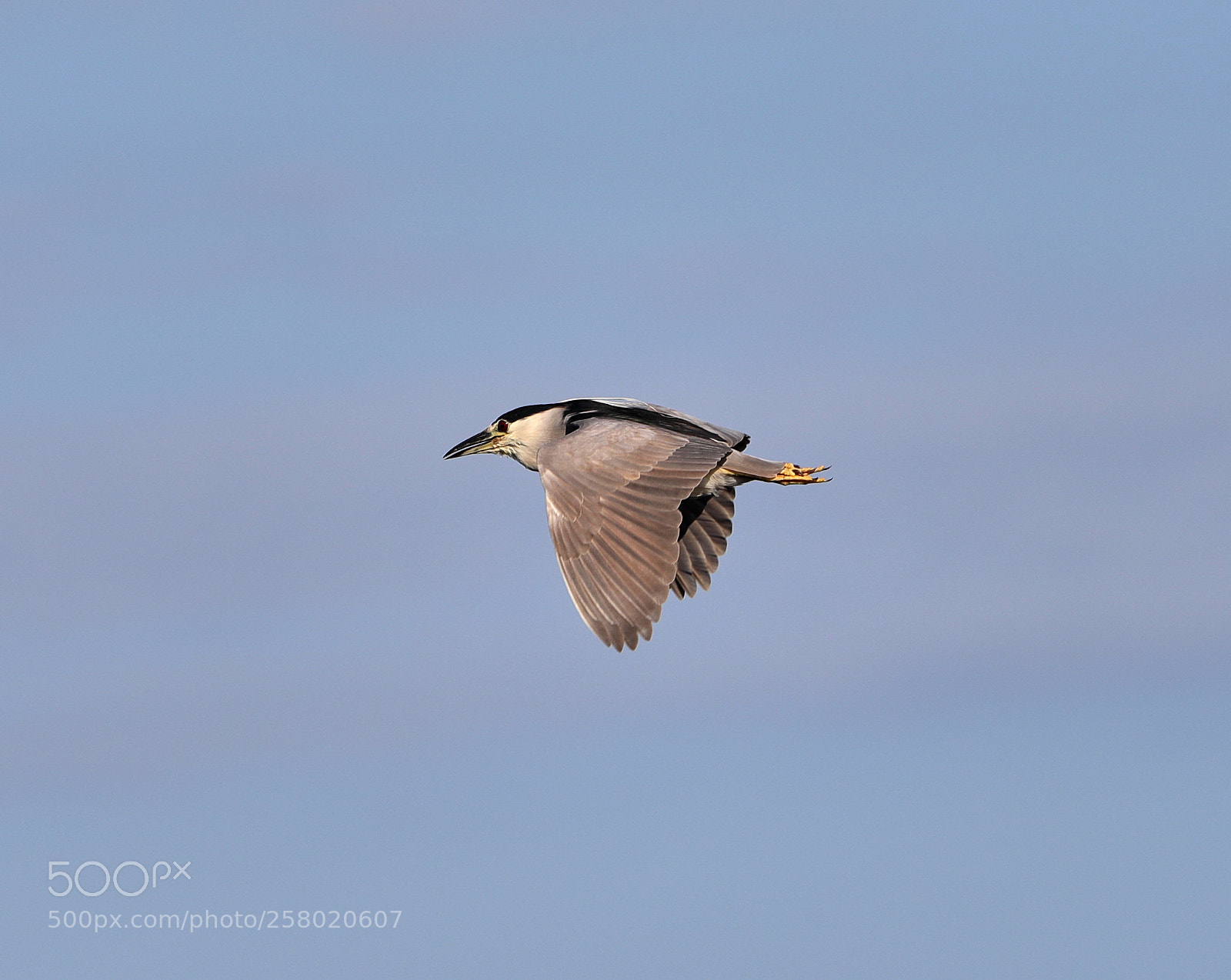 Canon EOS-1D X Mark II sample photo. 05-15-18-0017537.jpg photography