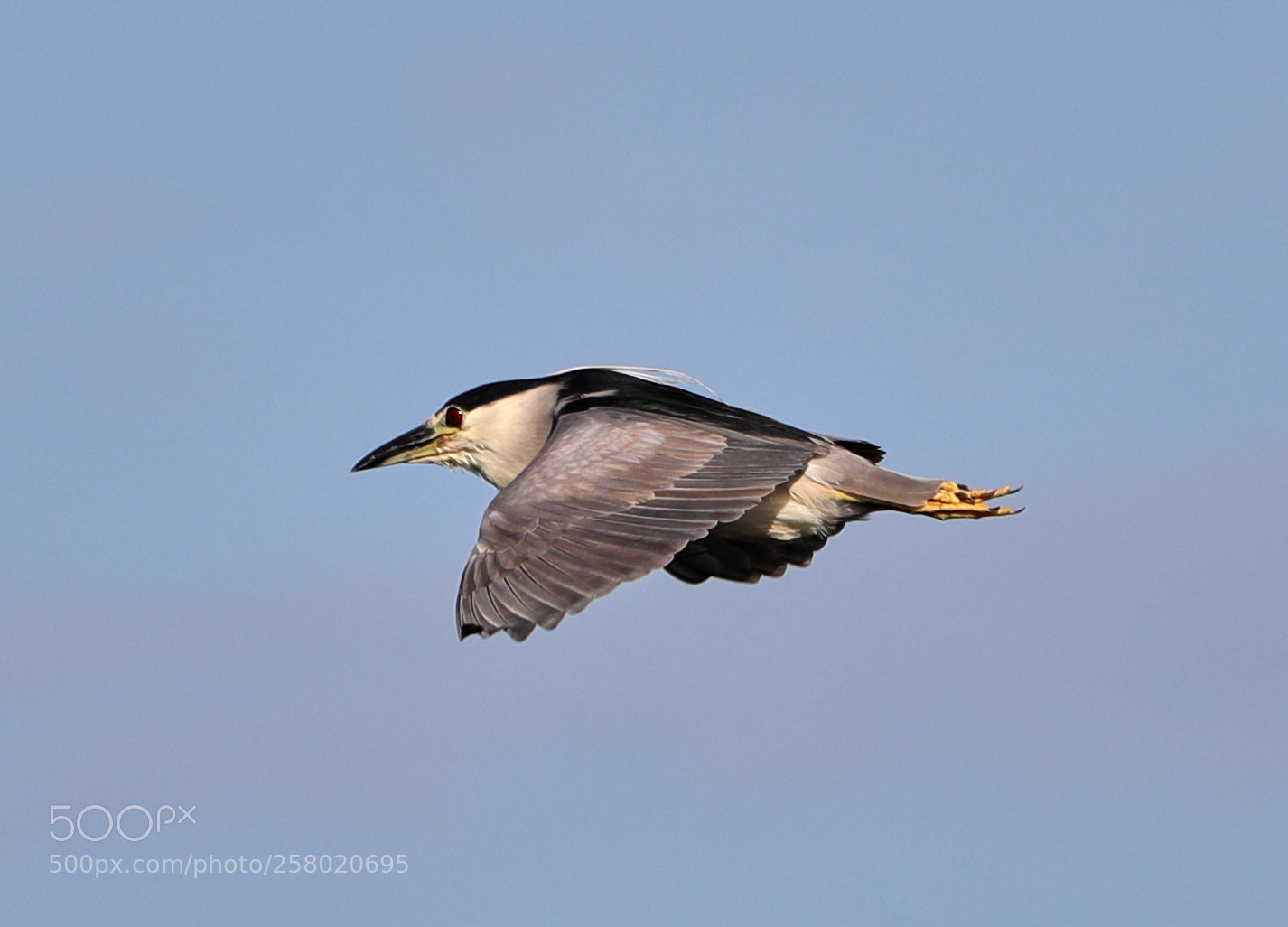 Canon EOS-1D X Mark II sample photo. 05-15-18-0017536.jpg photography
