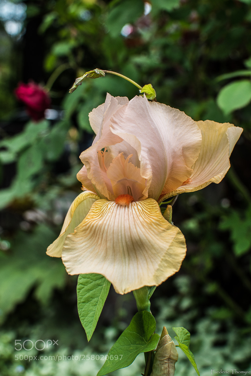 Nikon D5500 sample photo. Iris photography