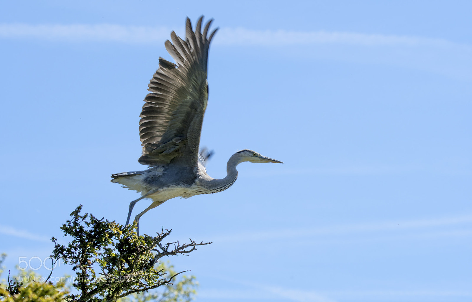 Nikon D500 sample photo. Heron flight photography
