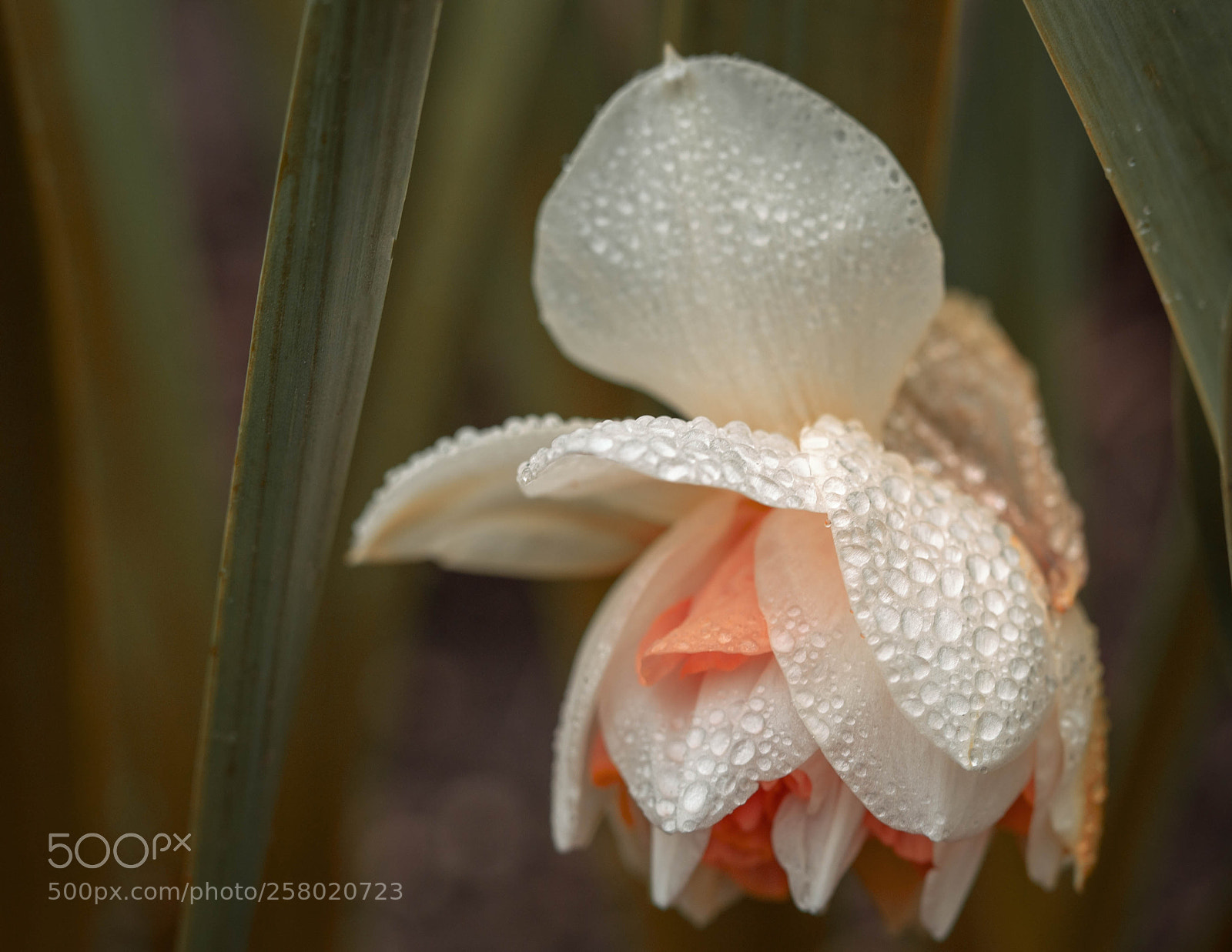 Canon EOS 6D sample photo. Daffodil in rain photography