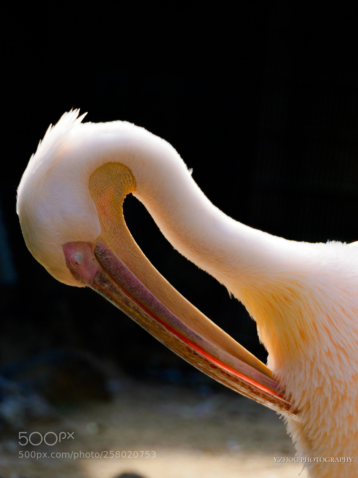 Olympus OM-D E-M1 Mark II sample photo. Pelican photography