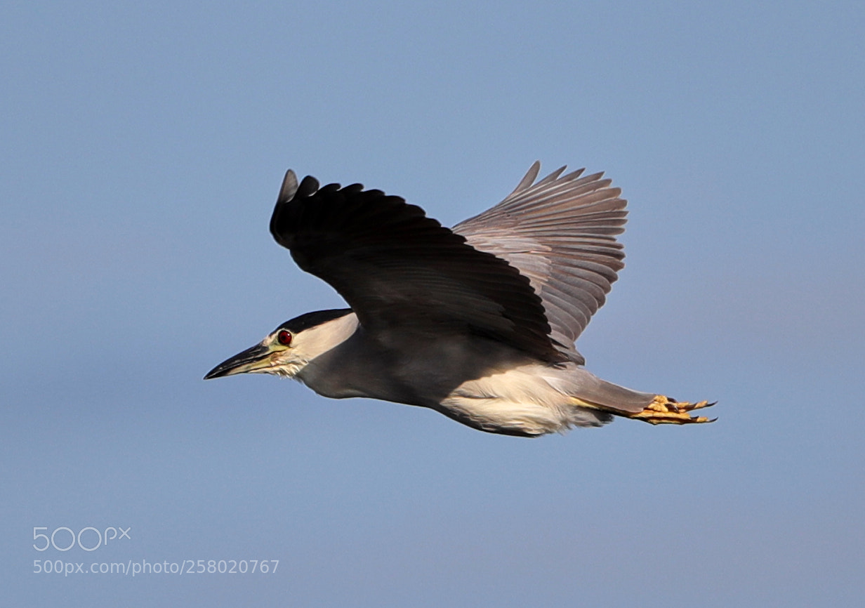 Canon EOS-1D X Mark II sample photo. 05-15-18-0017535.jpg photography