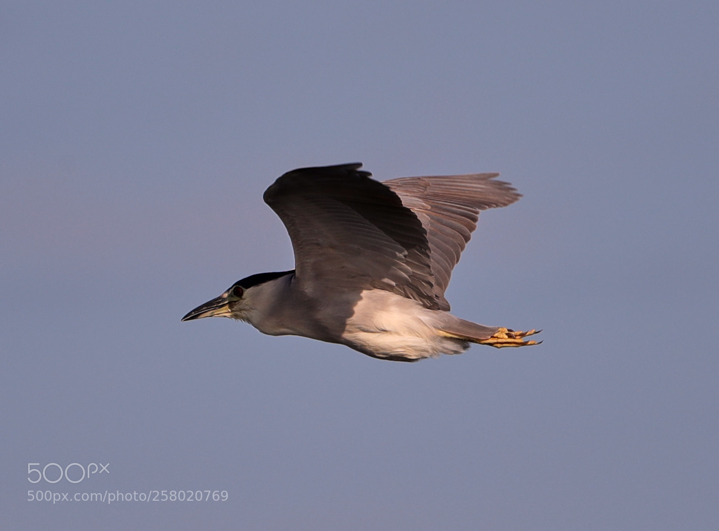 Canon EOS-1D X Mark II sample photo. 05-15-18-0017534.jpg photography