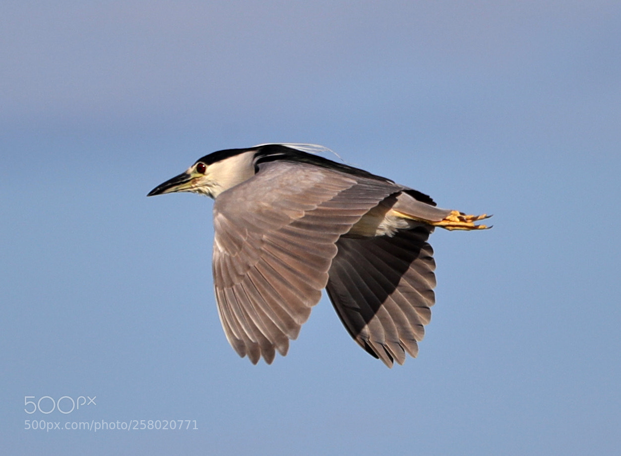 Canon EOS-1D X Mark II sample photo. 05-15-18-0017533.jpg photography