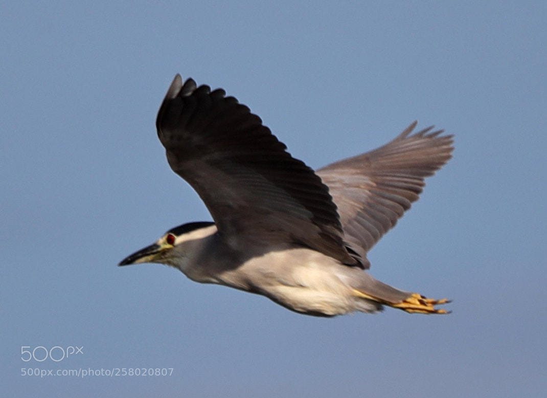 Canon EOS-1D X Mark II sample photo. 05-15-18-0017531.jpg photography