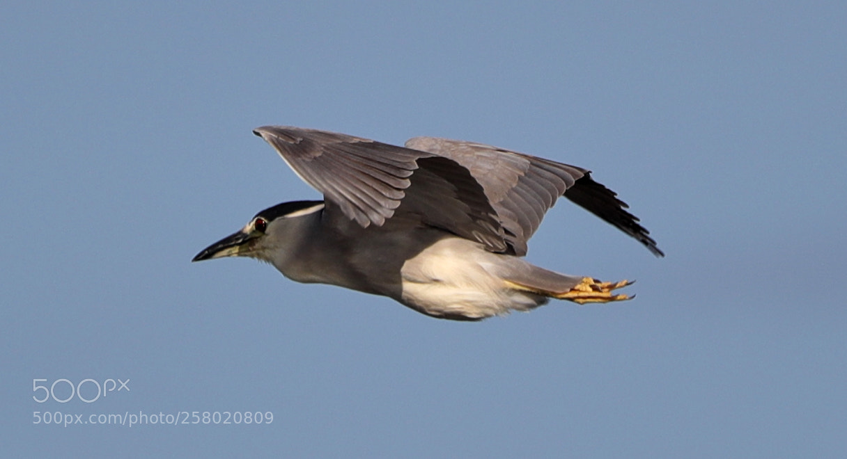 Canon EOS-1D X Mark II sample photo. 05-15-18-0017530.jpg photography