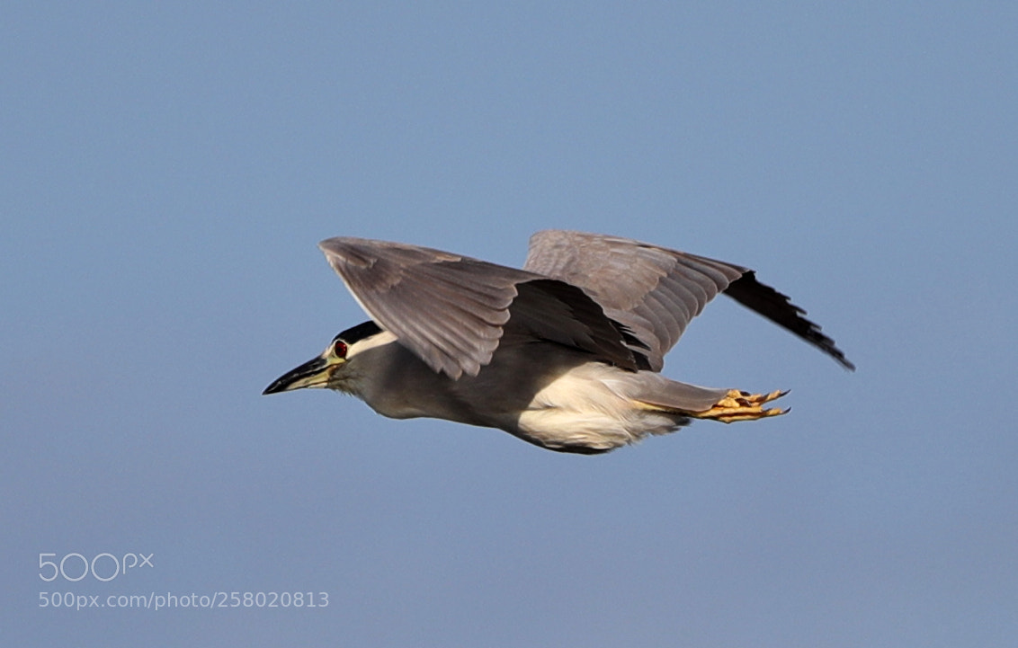Canon EOS-1D X Mark II sample photo. 05-15-18-0017529.jpg photography