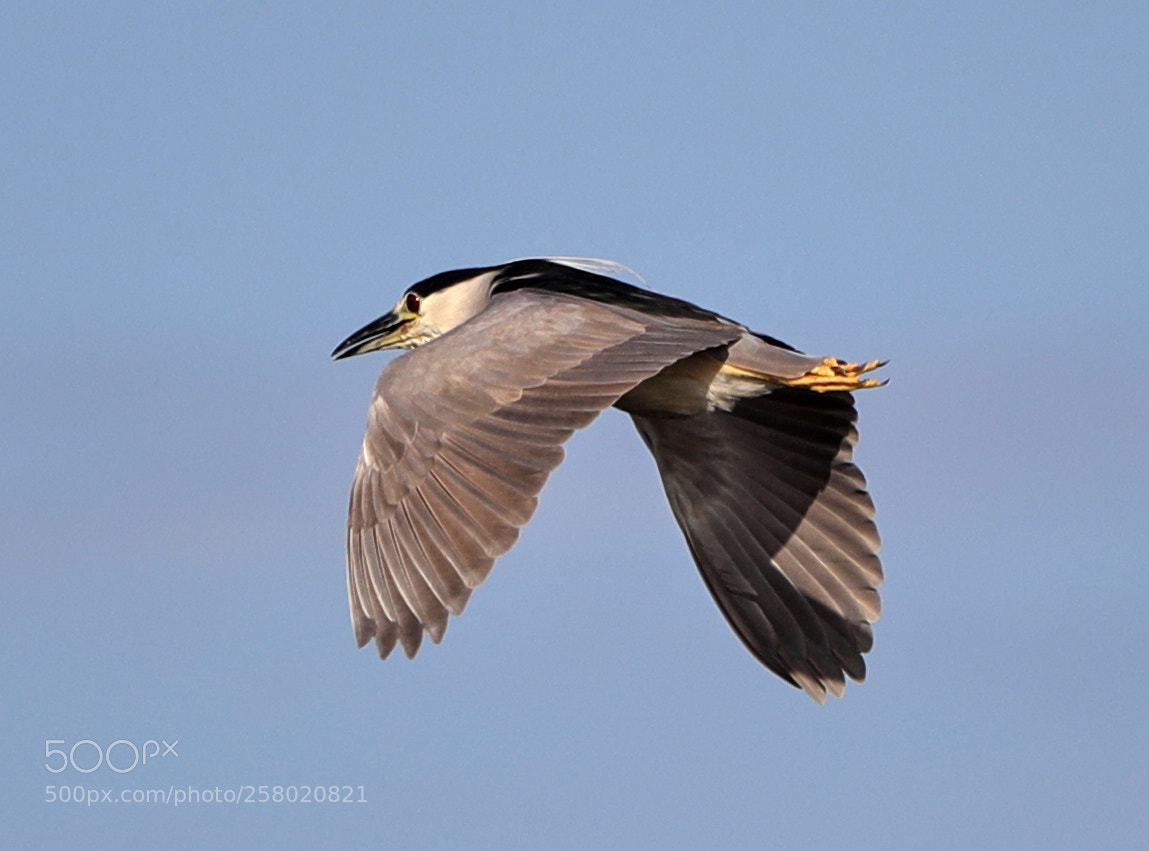 Canon EOS-1D X Mark II sample photo. 05-15-18-0017528.jpg photography