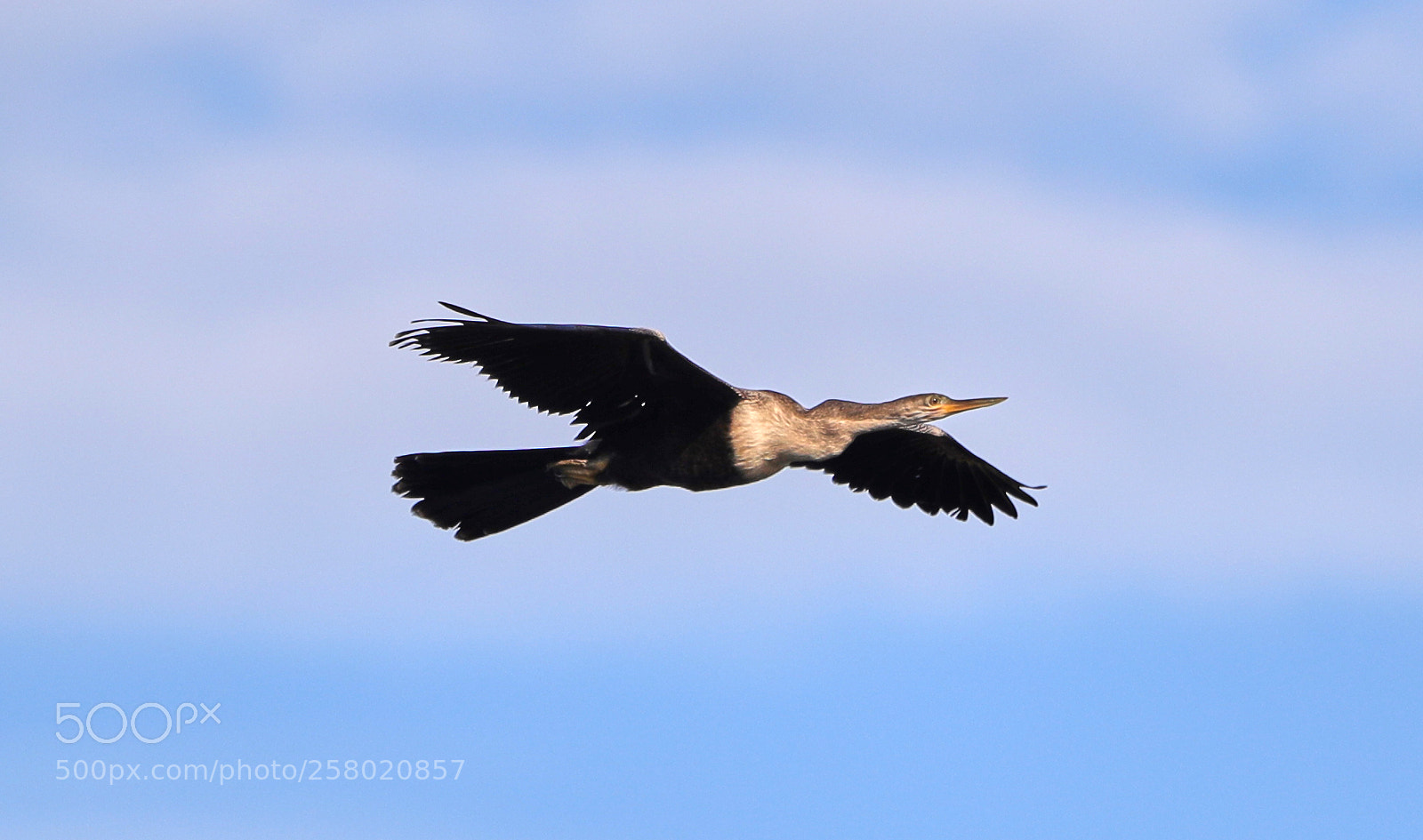 Canon EOS-1D X Mark II sample photo. 05-15-18-0017512 1.jpg photography