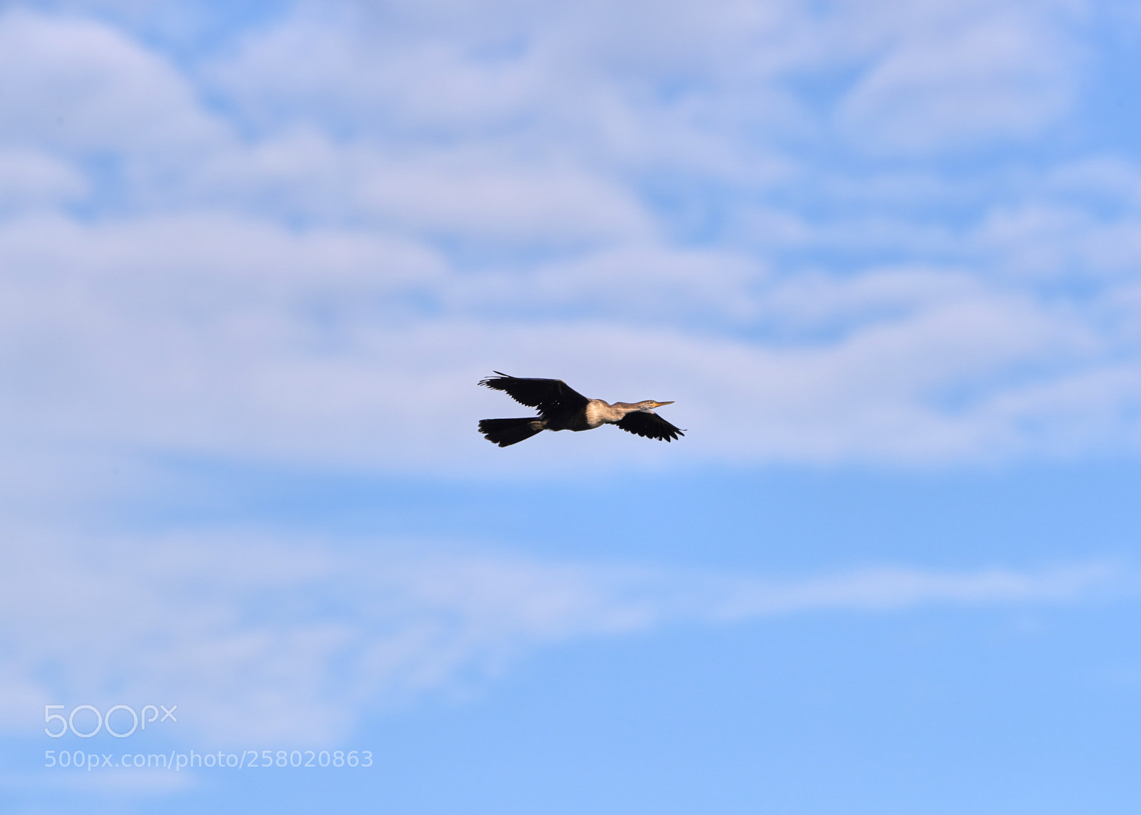 Canon EOS-1D X Mark II sample photo. 05-15-18-0017512.jpg photography