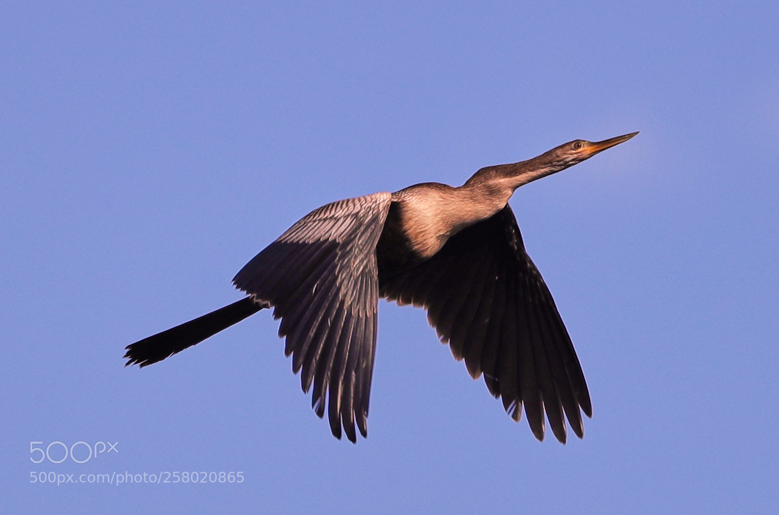 Canon EOS-1D X Mark II sample photo. 05-15-18-0017511.jpg photography