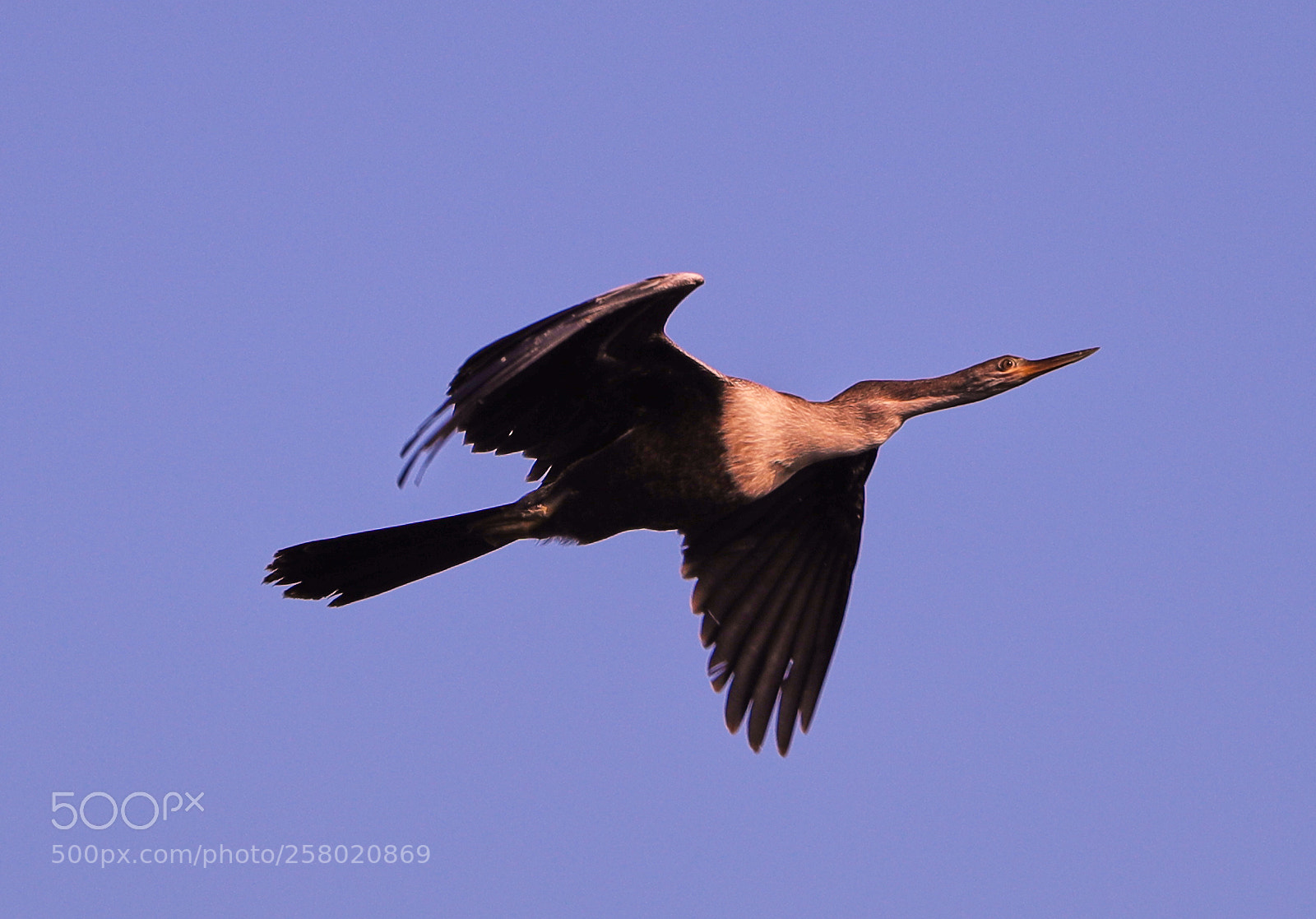 Canon EOS-1D X Mark II sample photo. 05-15-18-0017510.jpg photography