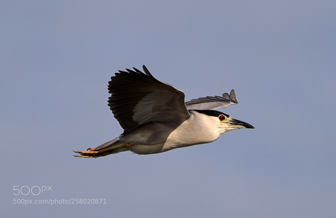 Canon EOS-1D X Mark II sample photo. 05-15-18-0017509 1.jpg photography
