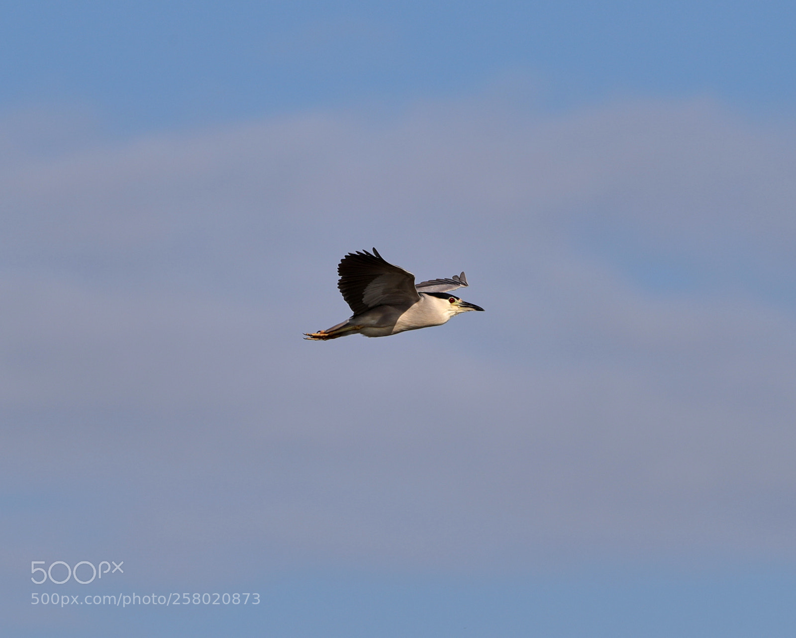 Canon EOS-1D X Mark II sample photo. 05-15-18-0017509.jpg photography