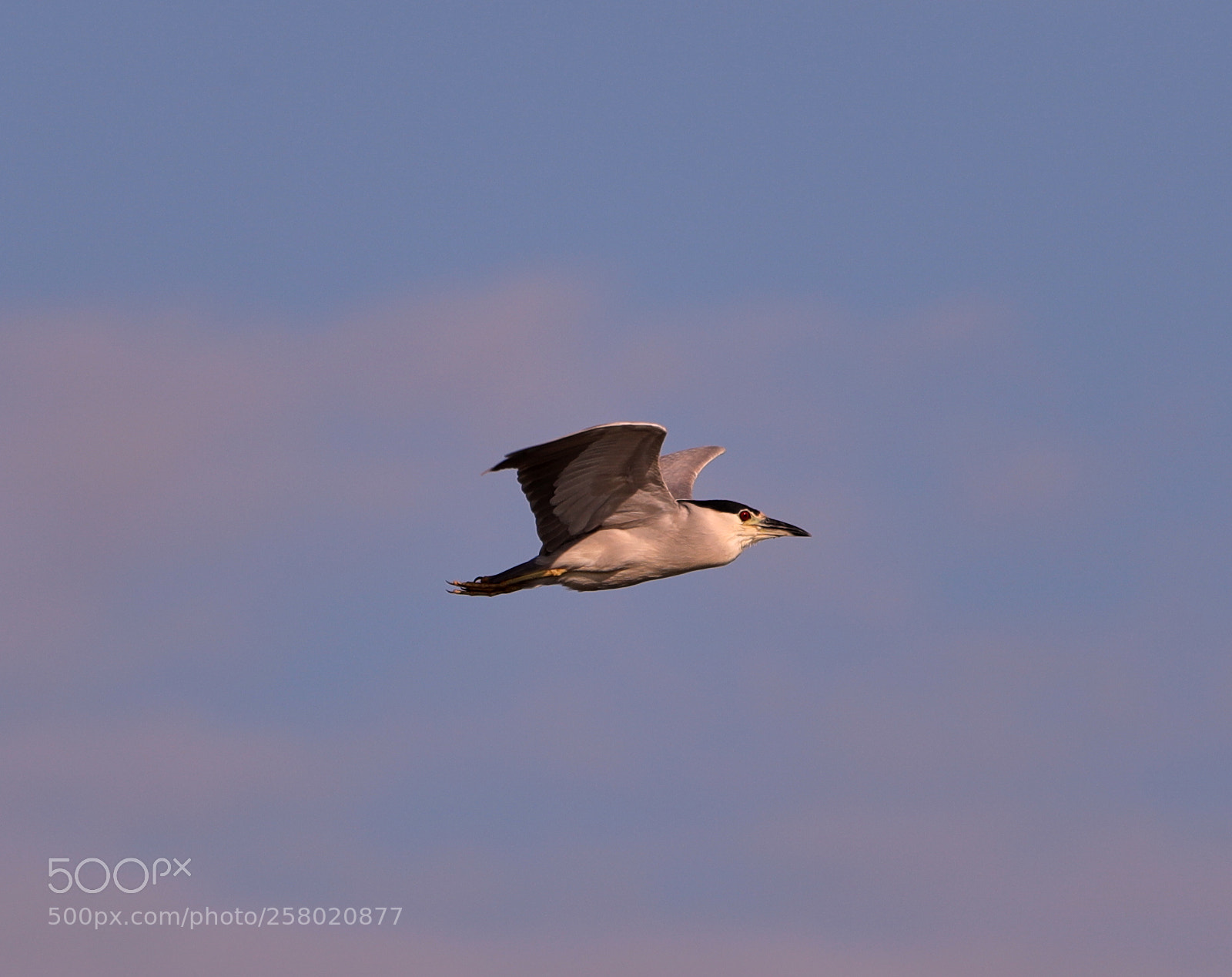 Canon EOS-1D X Mark II sample photo. 05-15-18-0017508 1.jpg photography