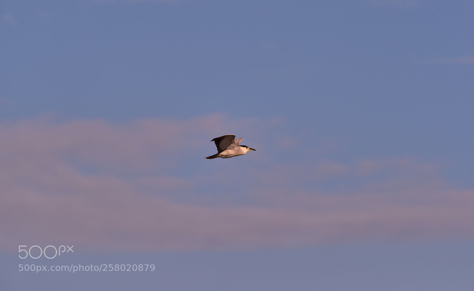 Canon EOS-1D X Mark II sample photo. 05-15-18-0017508.jpg photography