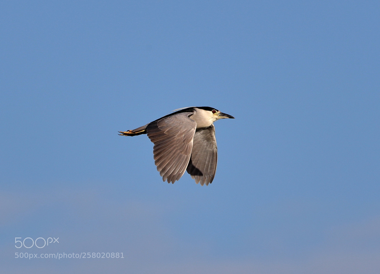 Canon EOS-1D X Mark II sample photo. 05-15-18-0017507 1.jpg photography