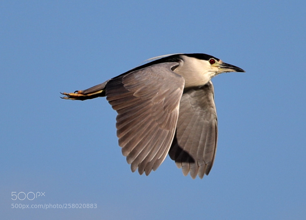 Canon EOS-1D X Mark II sample photo. 05-15-18-0017507.jpg photography