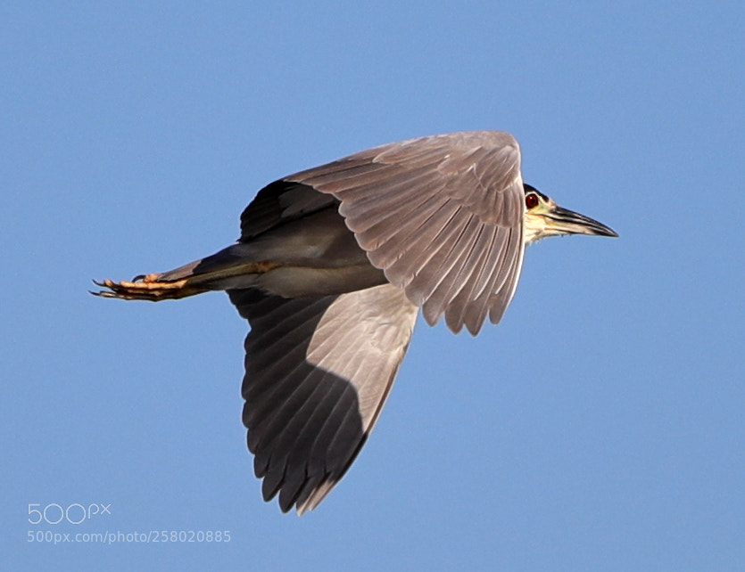 Canon EOS-1D X Mark II sample photo. 05-15-18-0017505.jpg photography
