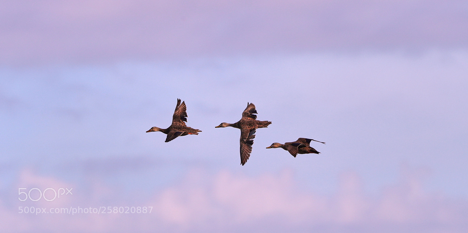 Canon EOS-1D X Mark II sample photo. 05-15-18-0017503 3.jpg photography