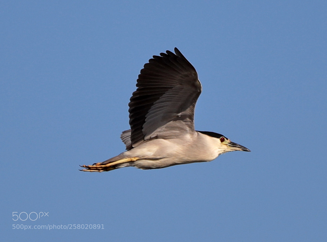 Canon EOS-1D X Mark II sample photo. 05-15-18-0017506.jpg photography
