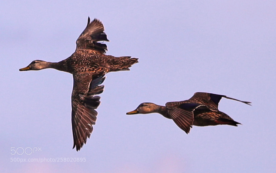 Canon EOS-1D X Mark II sample photo. 05-15-18-0017503 1.jpg photography