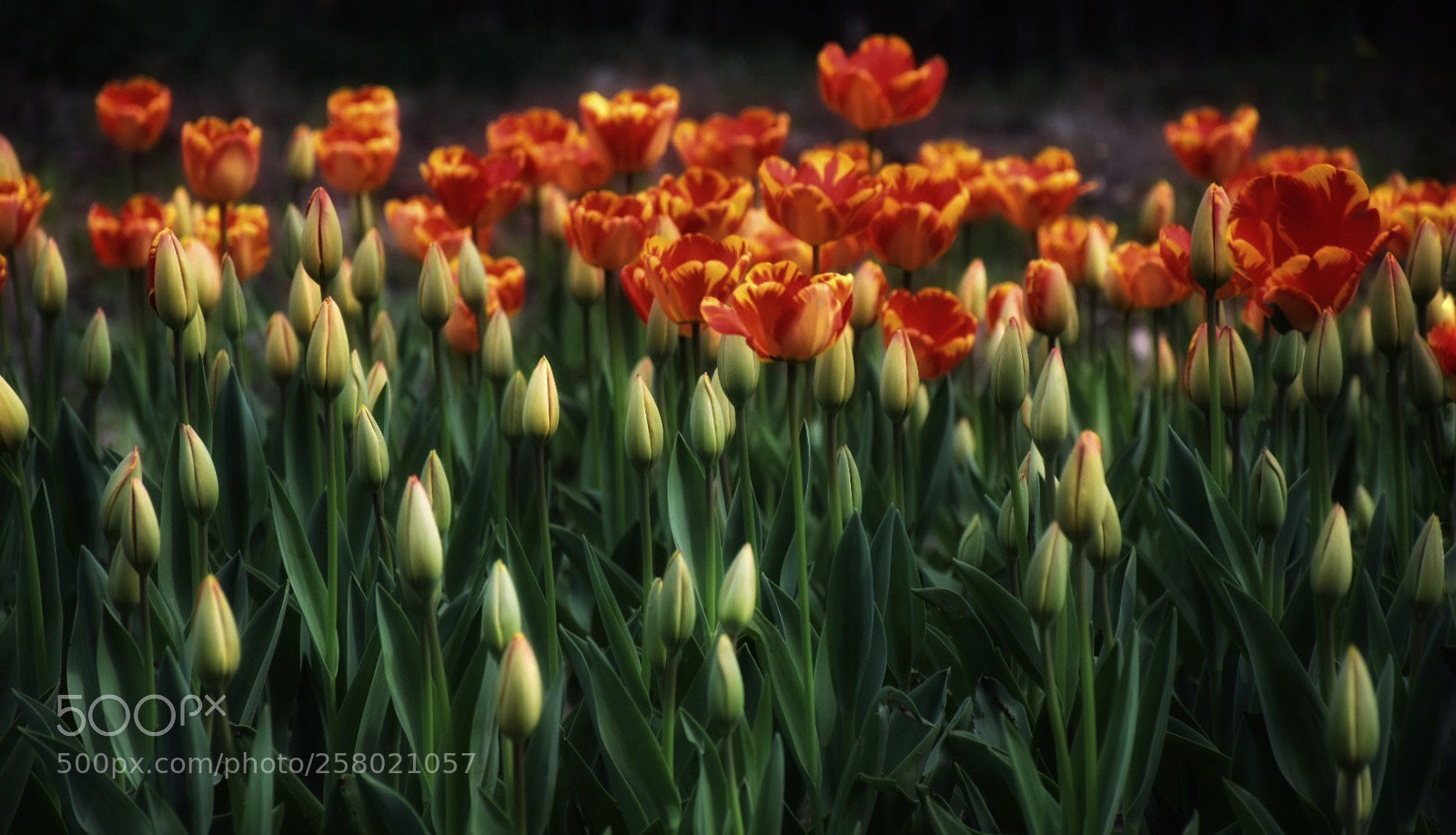 Nikon D5500 sample photo. Tulips 10 photography