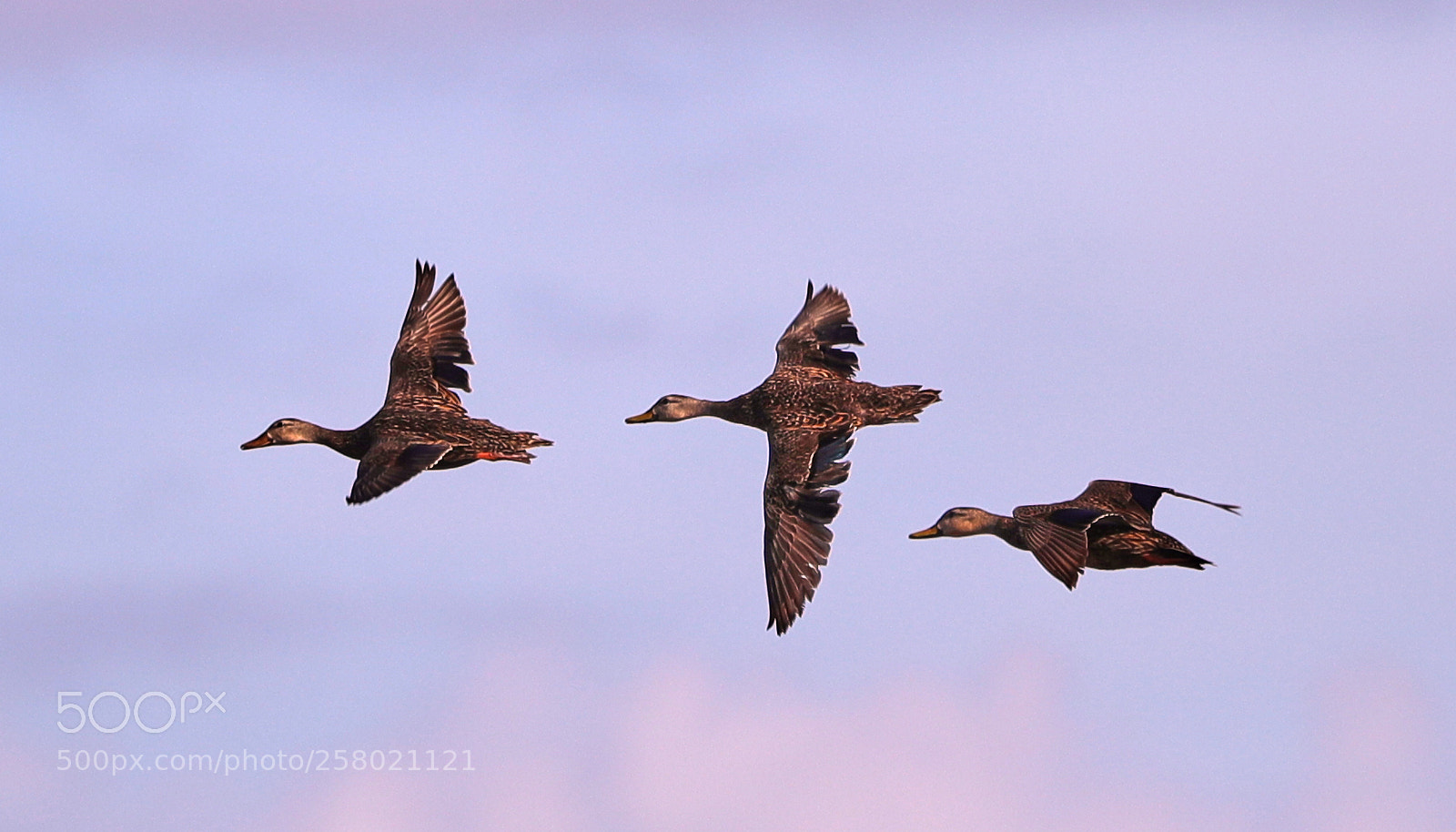 Canon EOS-1D X Mark II sample photo. 05-15-18-0017503.jpg photography
