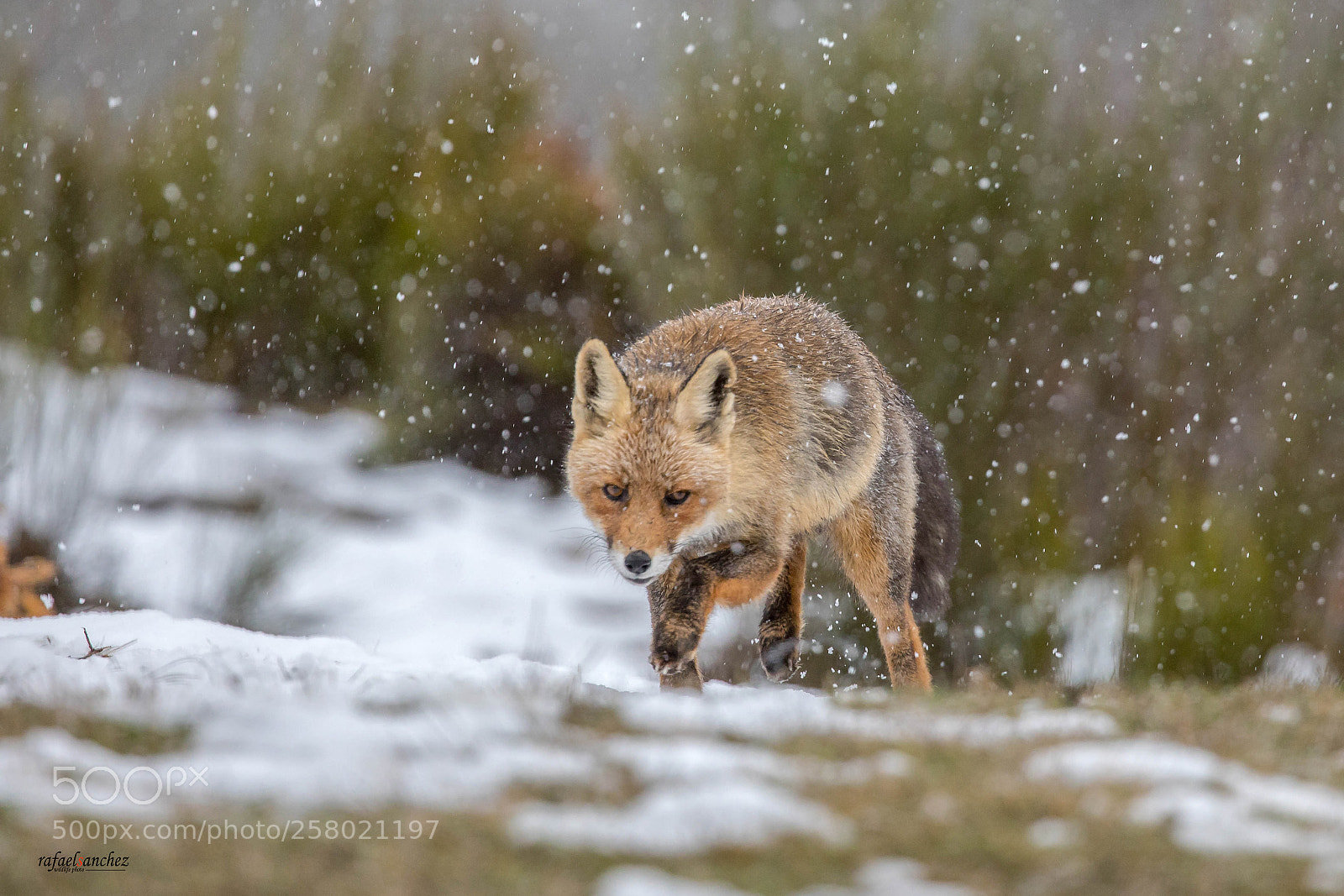 Canon EOS 5D Mark IV sample photo. Zorro - fox photography