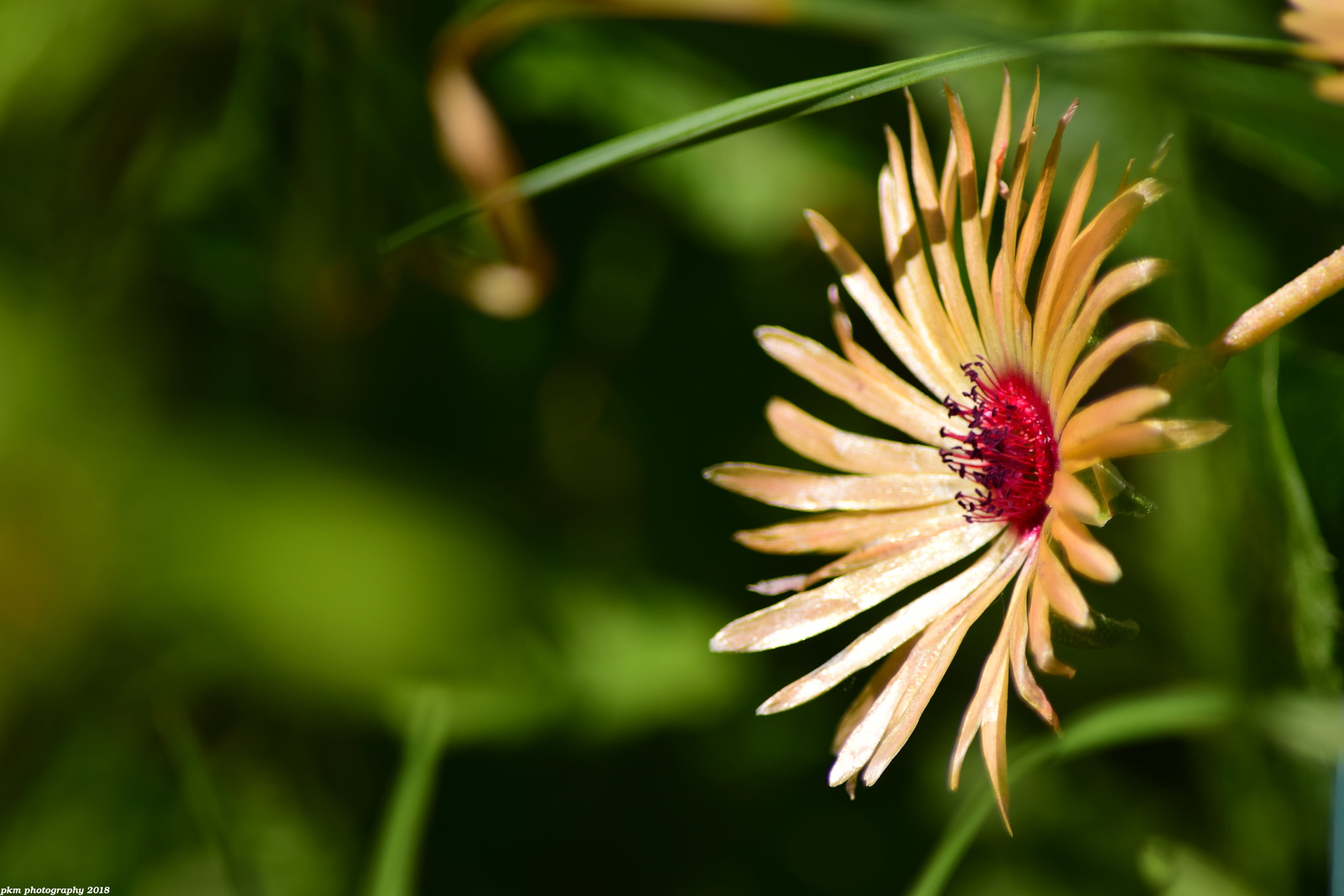 Nikon D3300 sample photo. Mesembryanthemum photography