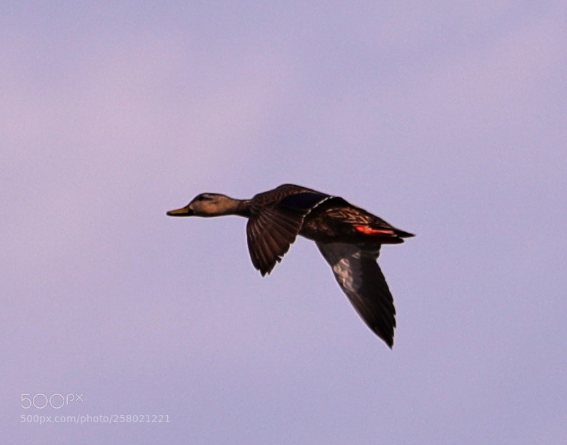 Canon EOS-1D X Mark II sample photo. 05-15-18-0017502 2.jpg photography