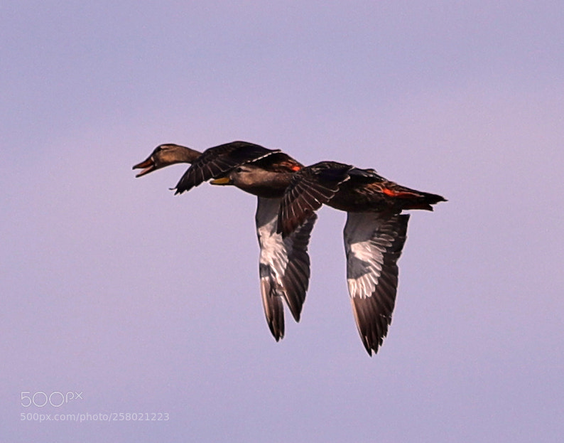 Canon EOS-1D X Mark II sample photo. 05-15-18-0017502 1.jpg photography