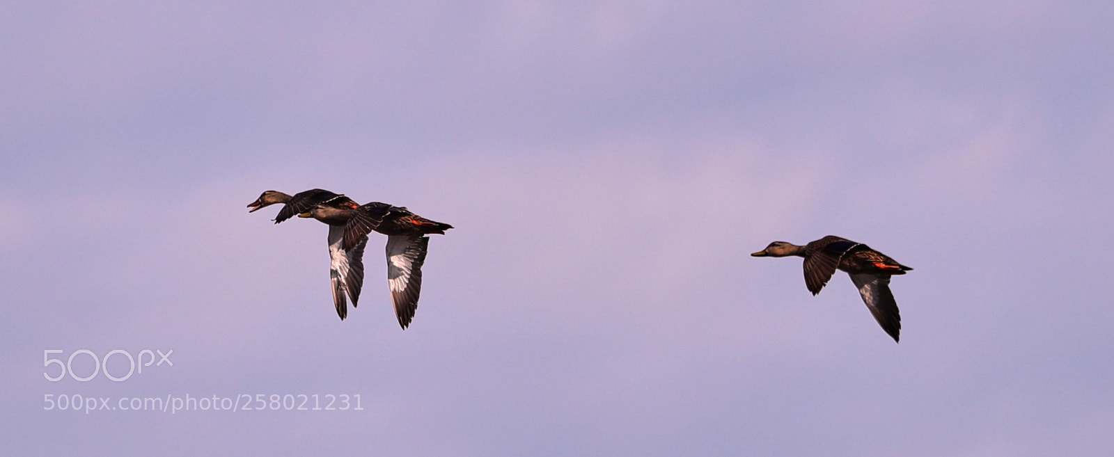Canon EOS-1D X Mark II sample photo. 05-15-18-0017502.jpg photography