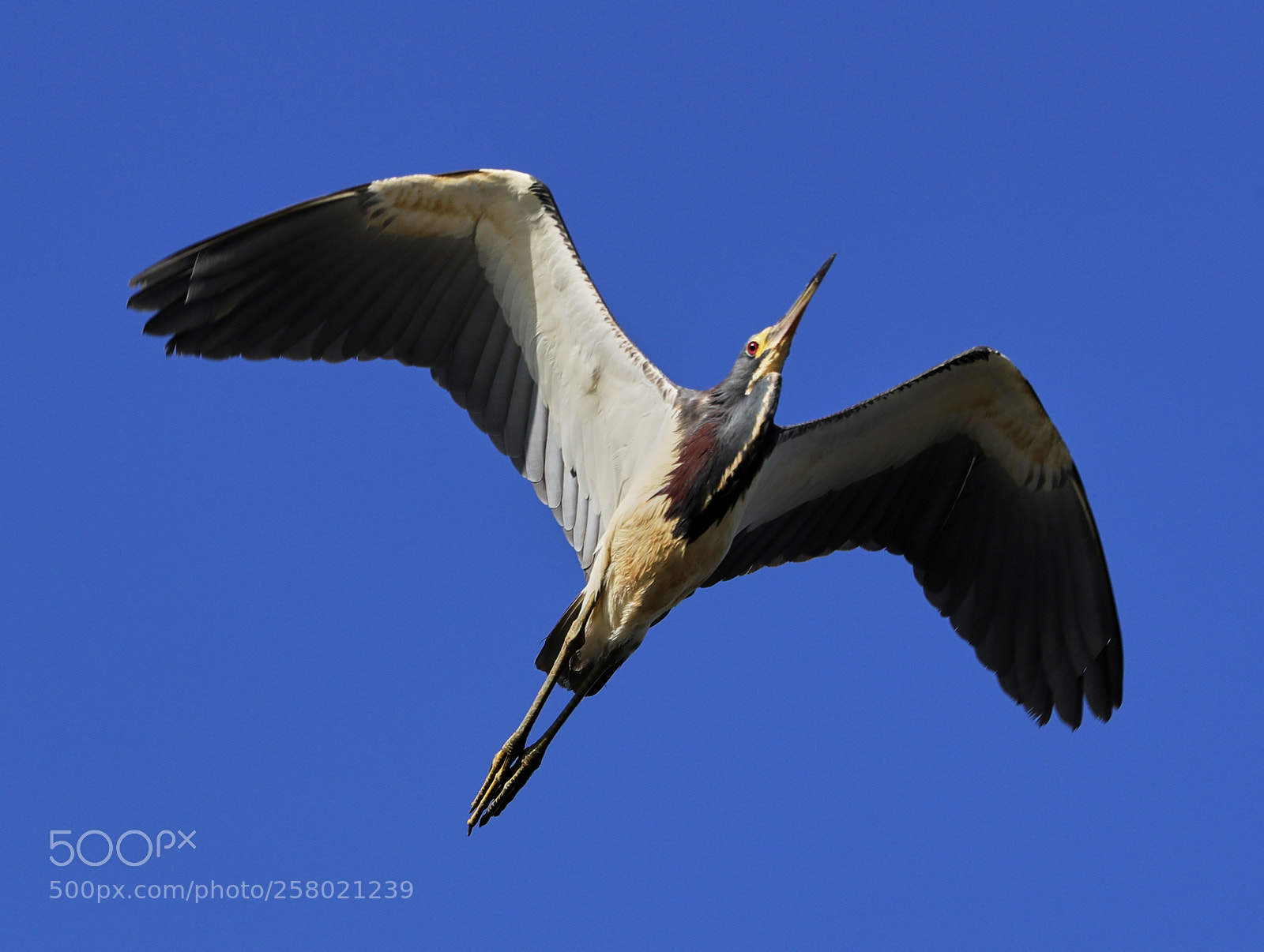 Canon EOS-1D X Mark II sample photo. 05-15-18-0017494.jpg photography