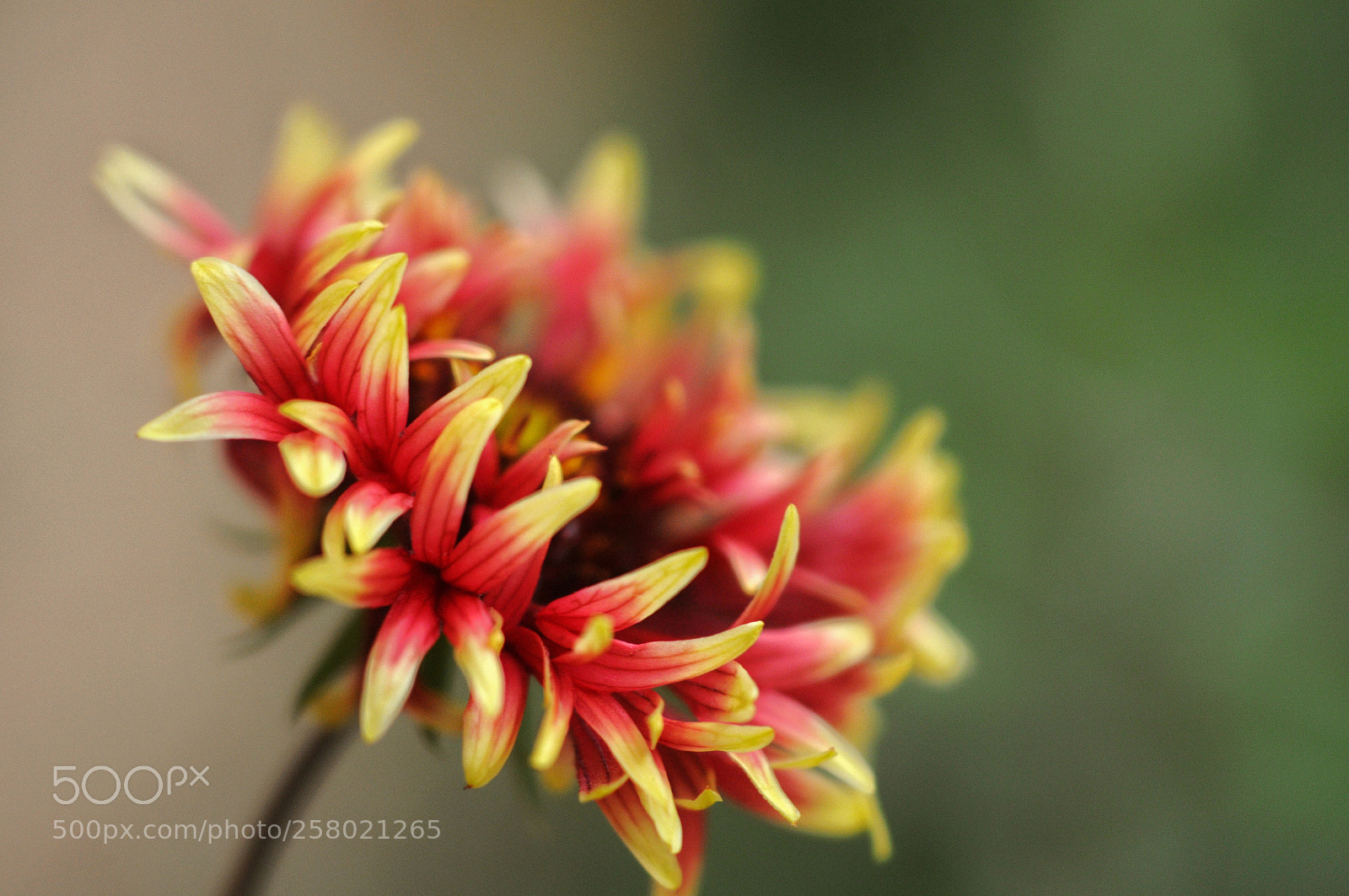 Nikon D300 sample photo. Red yellow flower photography