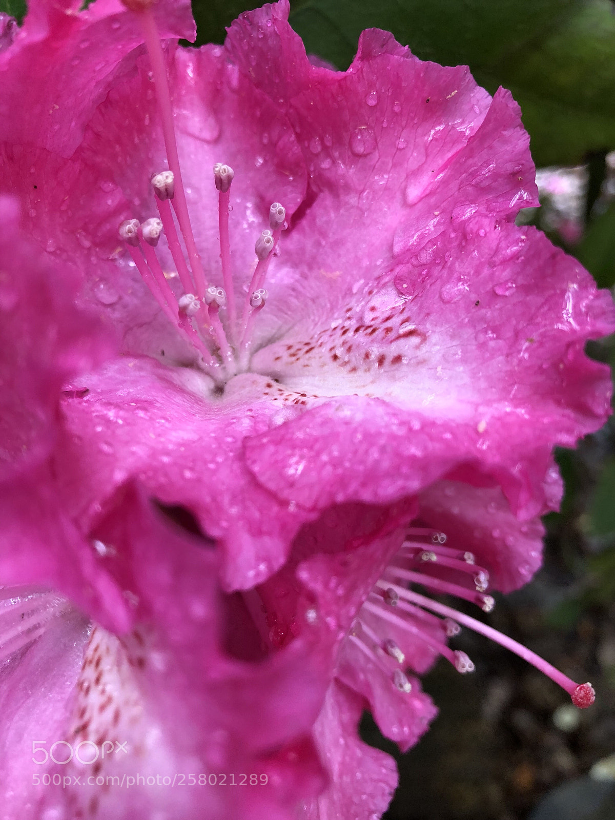 Apple iPhone 8 Plus sample photo. Untitled photography