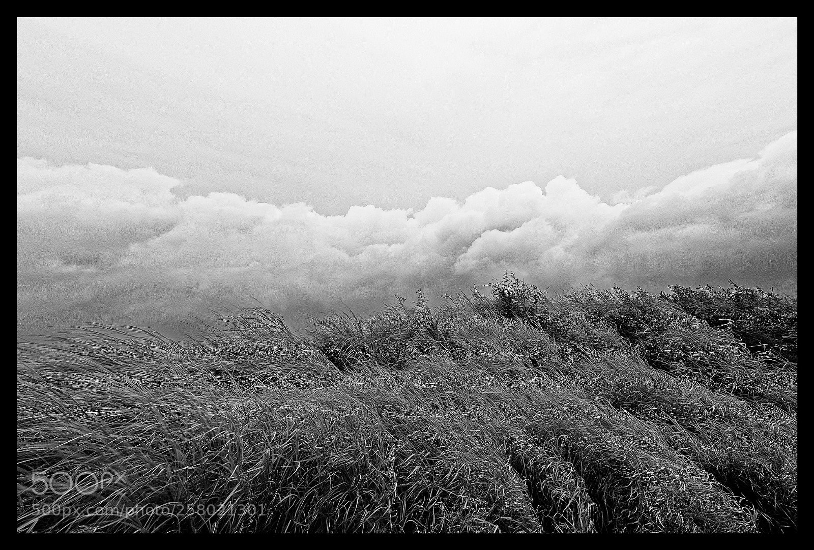 Nikon D7000 sample photo. Hauts herbes de la photography