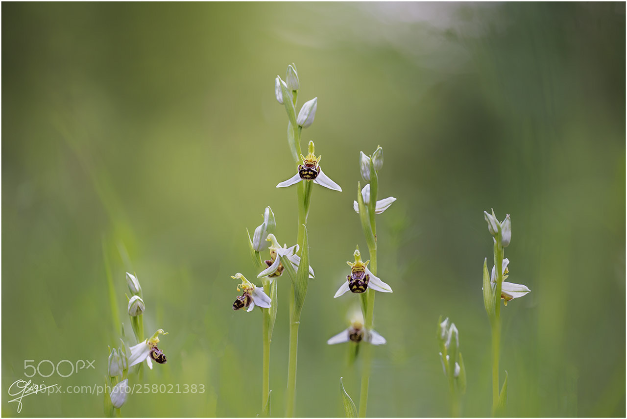 Nikon D610 sample photo. Ohprys apifera - large photography