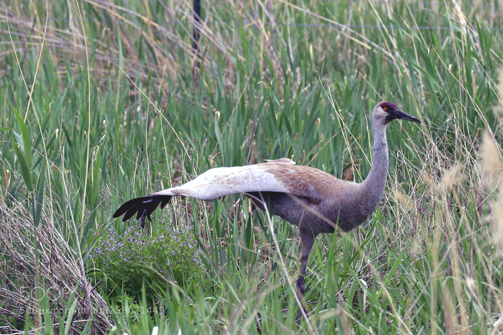 Canon EOS 80D sample photo. Sandhill crane photography