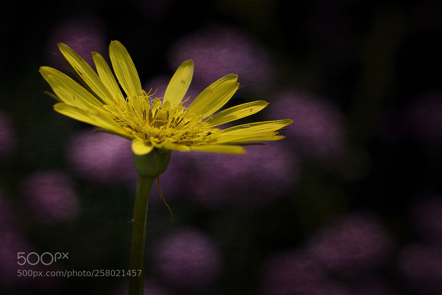 Canon EOS 40D sample photo. Yellow and purple photography