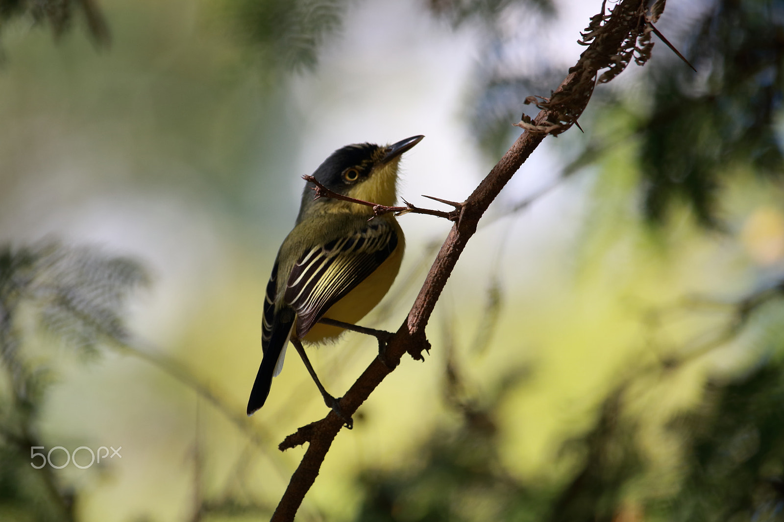 Canon EF-S 55-250mm F4-5.6 IS STM sample photo. Black-fronted tody-flycatcher photography