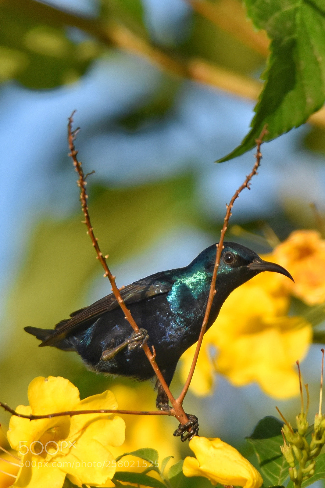 Nikon D7200 sample photo. Blue bird photography