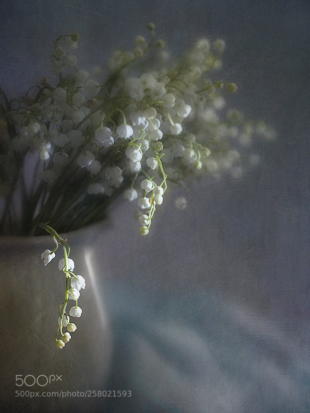 Canon EOS 5D Mark II sample photo. May-lily photography